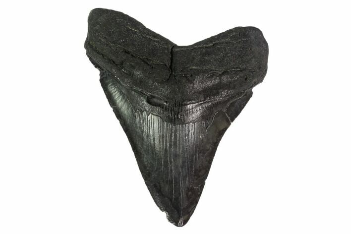 Fossil Megalodon Tooth - South Carolina #135931
